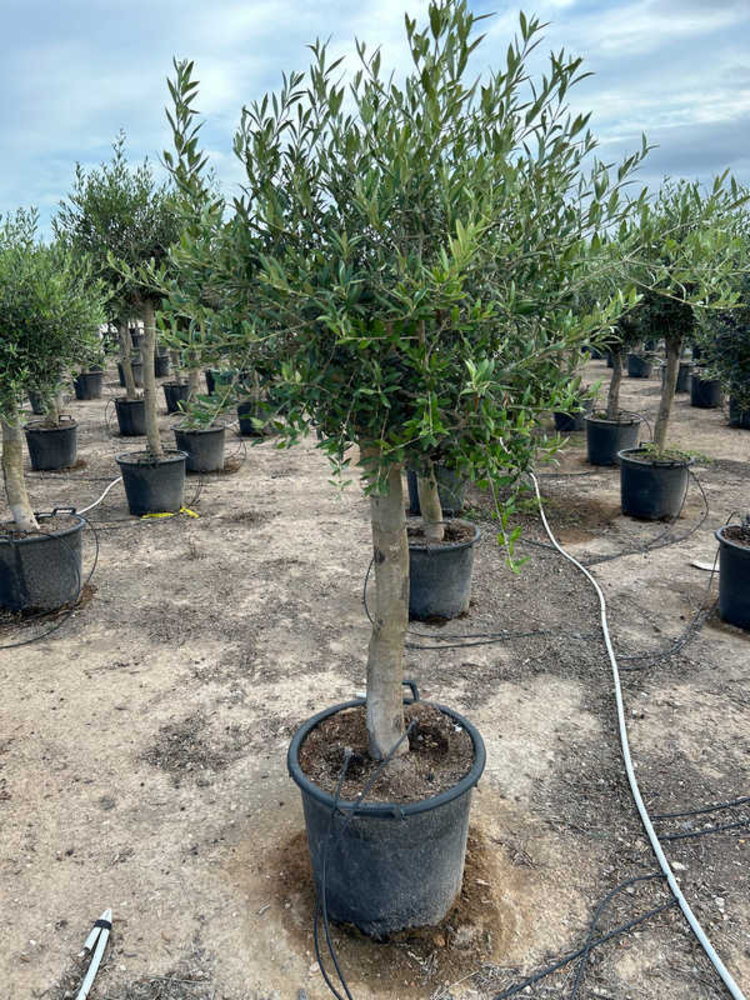 Olea Europaea.