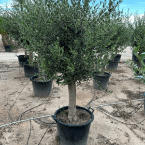 Olea Europaea.