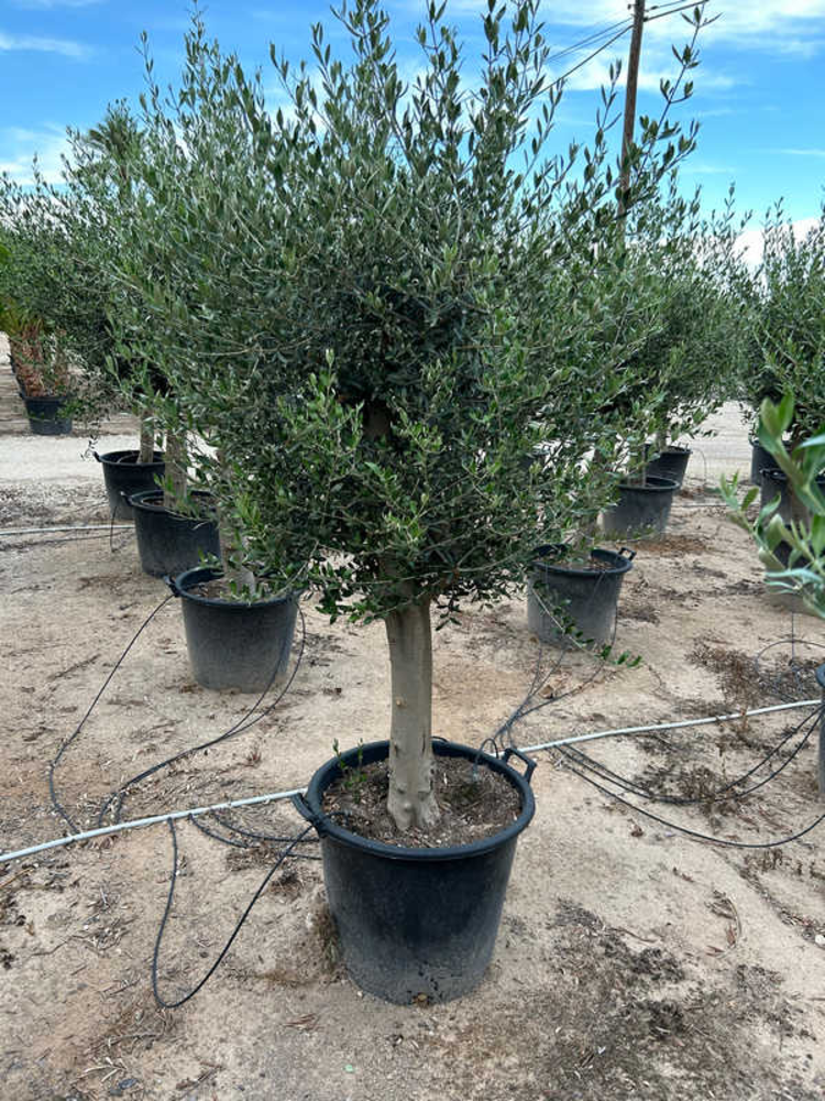 Olea Europaea.