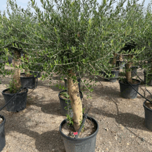 Olea Europaea.