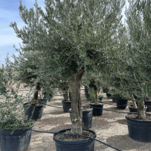 Olea Europaea
