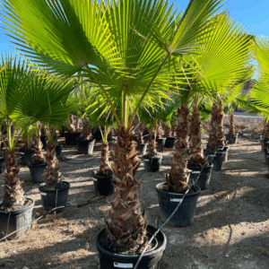 Washingtonia.