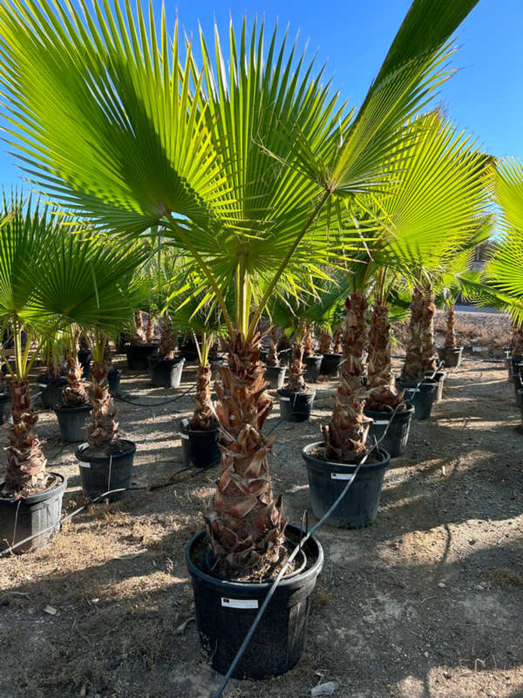 Washingtonia.