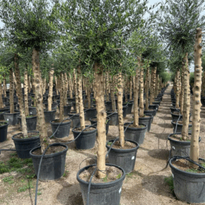 Olea Europaea.