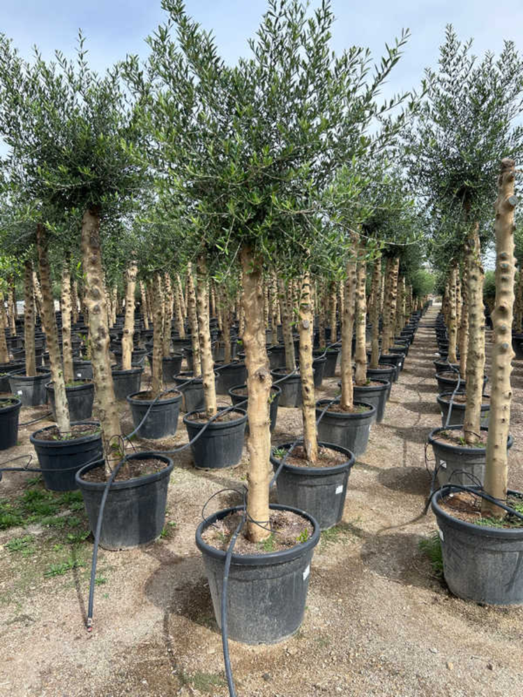Olea Europaea.