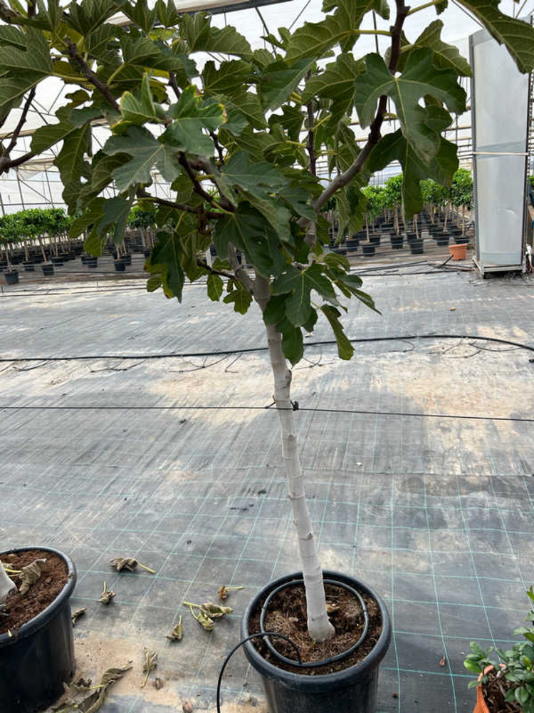 Ficus Carica small.