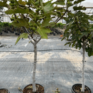 Ficus Carica opst..