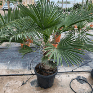 Trachycarpus Wagnerianus.