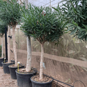 Nerium Oleander
