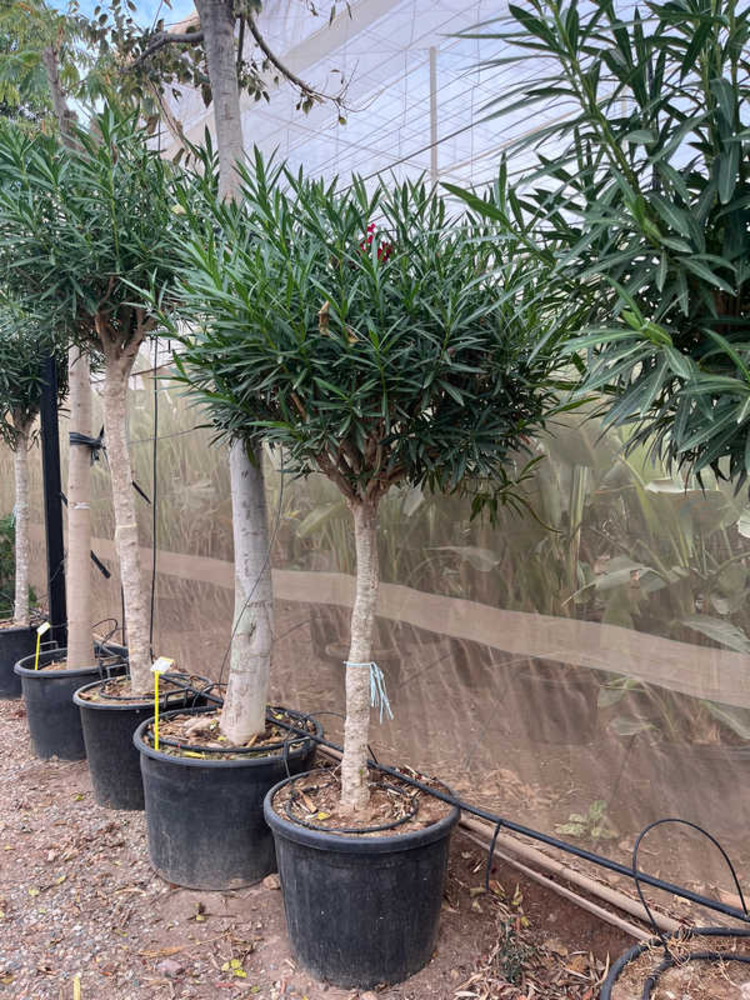 Nerium Oleander.