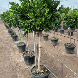 Citrus Persia