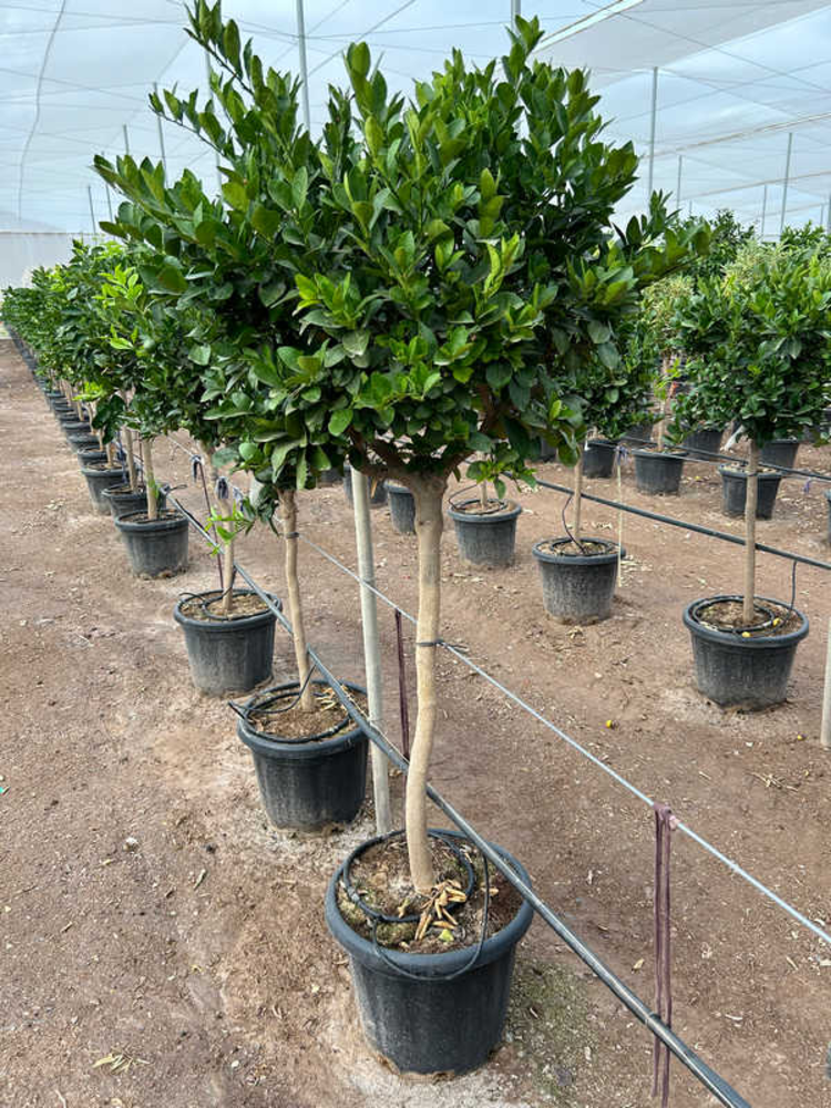 Citrus Persia.