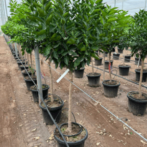 Citrus Sinensis