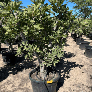 Ficus Carica