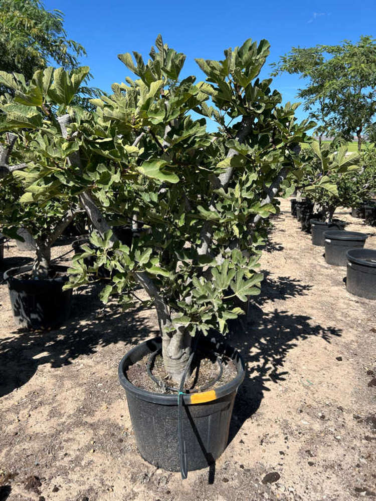 Ficus Carica.