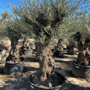 Olea Europaea