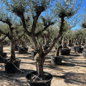 Olea Europaea