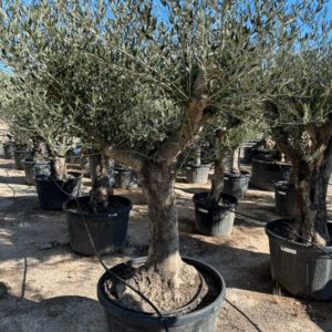 Olea Europaea
