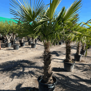Trachycarpus