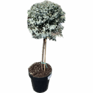 Eucalyptus Opst.