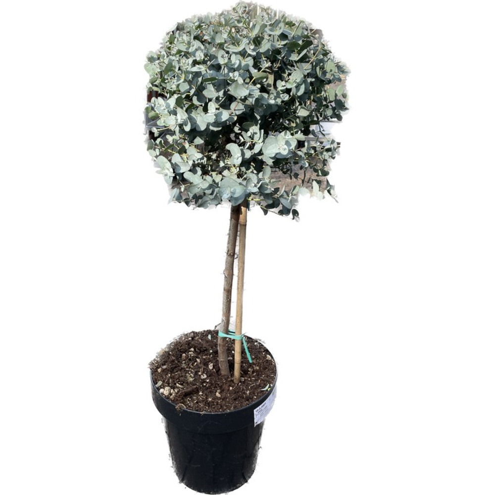 Eucalyptus Opst.