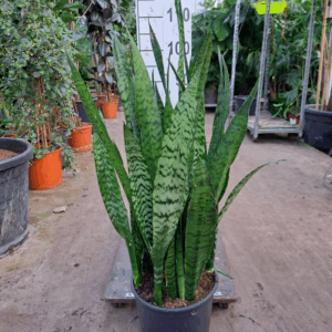 Sansevieria Zeylanica 110.