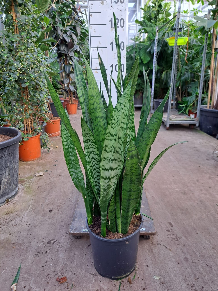 Sansevieria Zeylanica 110.