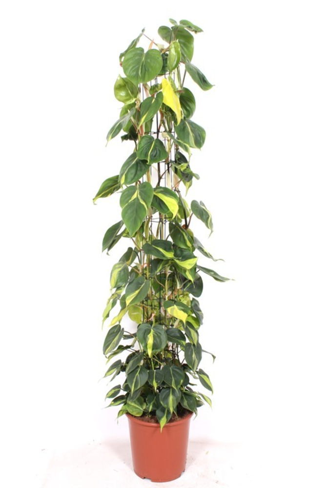 Philodendron Scandens Brasil.