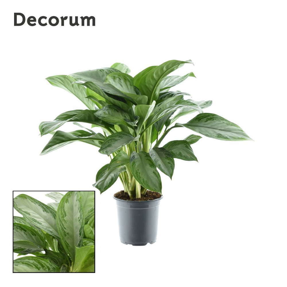 Aglaonema Silver Bay (Decorum).