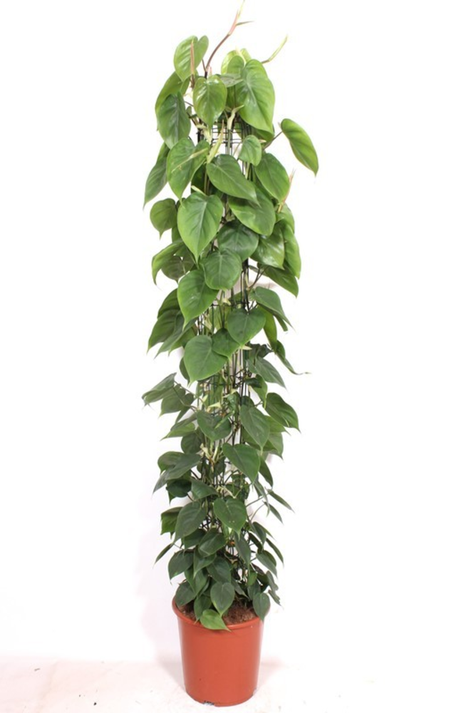 Philodendron scandens.