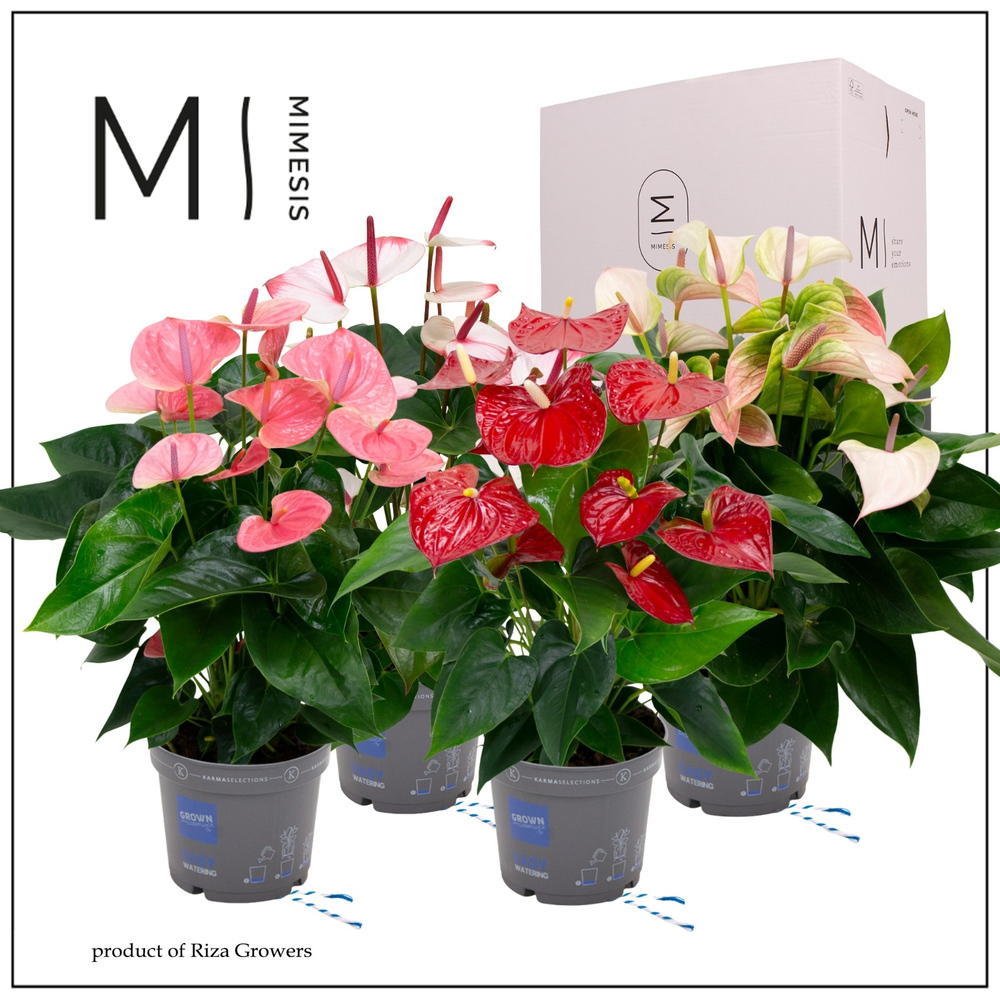 Mimesis Anthurium KARMA Happy Mix - 17cm.