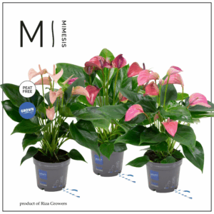 Anthurium - KARMA Multiflora Mix | 12cm.