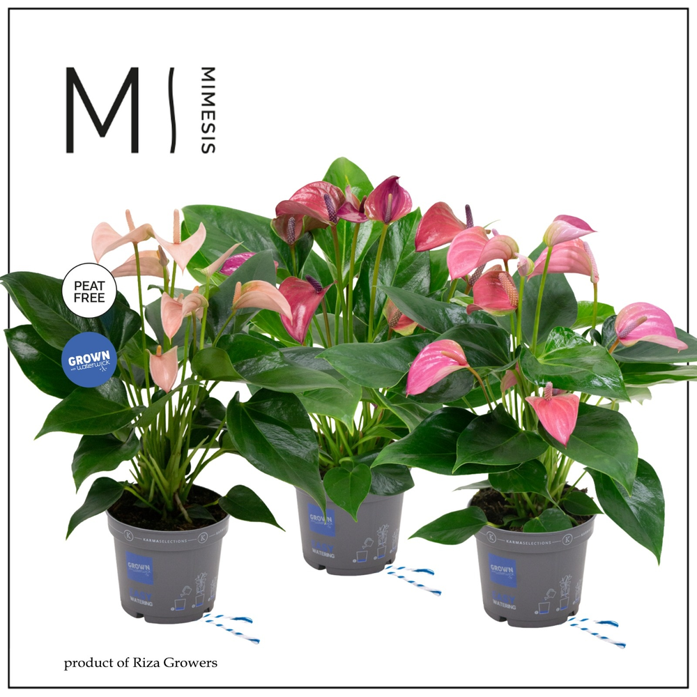 Anthurium - KARMA Multiflora Mix | 12cm.