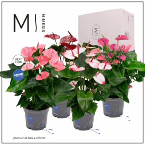 Mimesis Anthurium KARMA Fan Mix - 17cm.