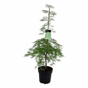 Acer pal. 'Dissectum'.