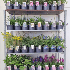 Vaste planten mix kar
