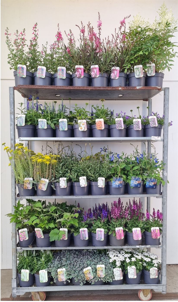 Vaste planten mix kar.
