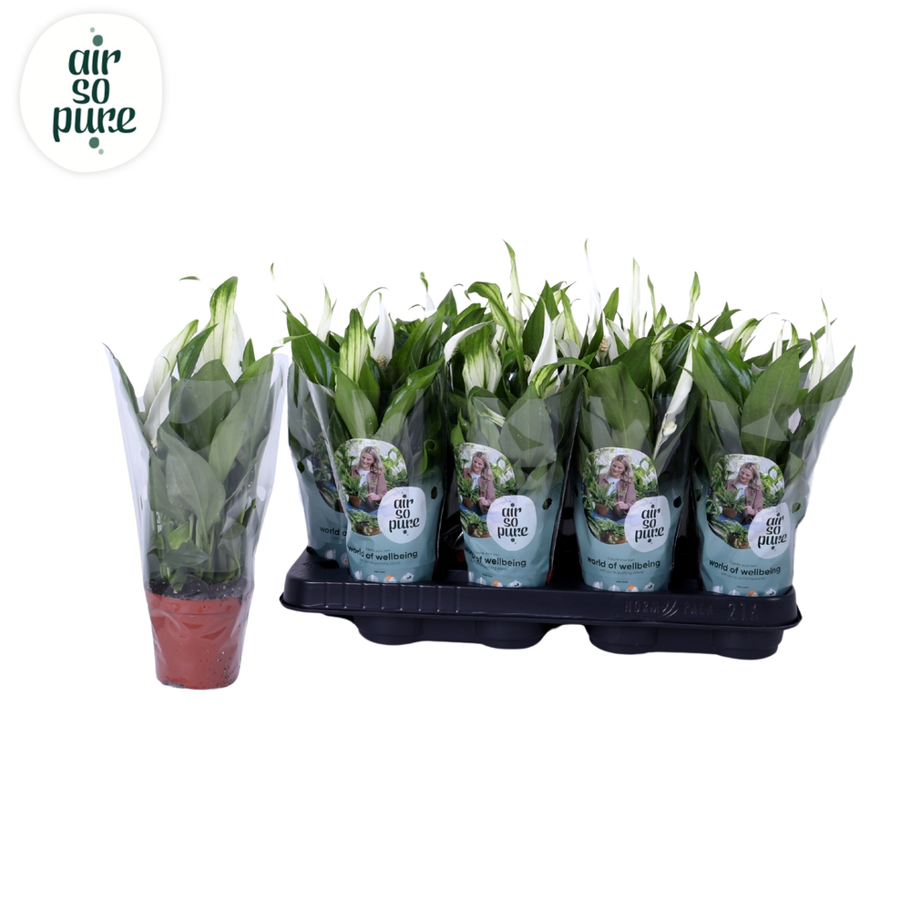 Air So Pure - Spathiphyllum Pearl Cupido 7cm.