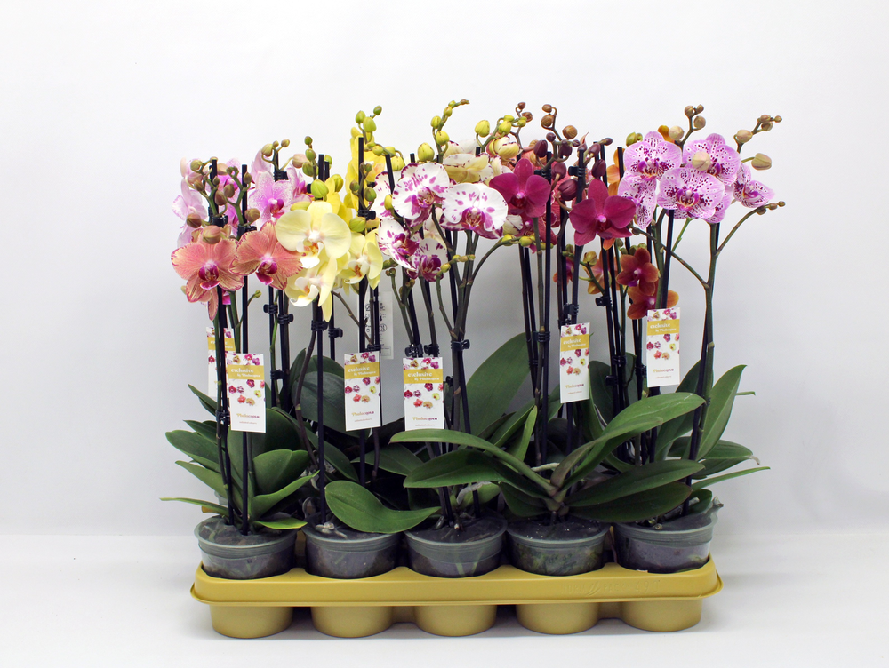 Gemengd 2-tak 50cm (GROEN).