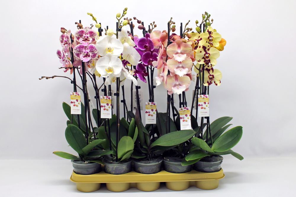 Gemengd 10 kleuren 2-tak 60cm (RIJP).