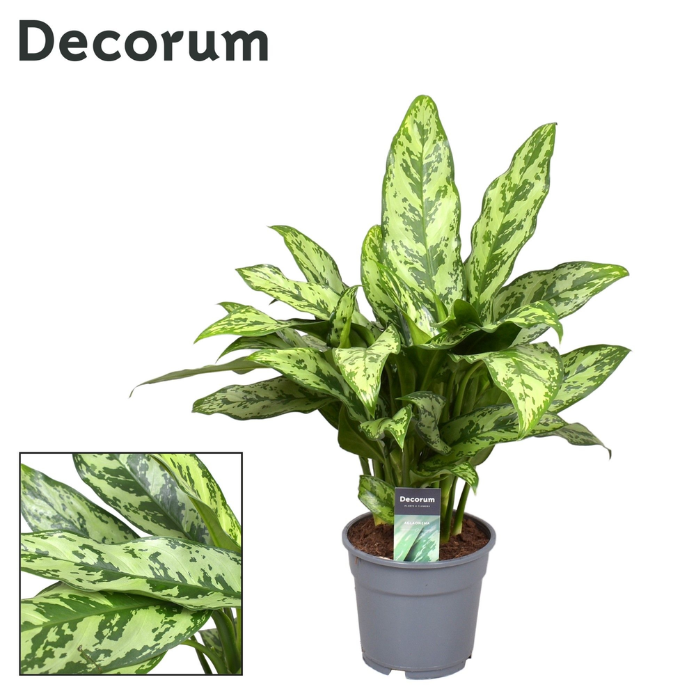 Aglaonema Romeo.
