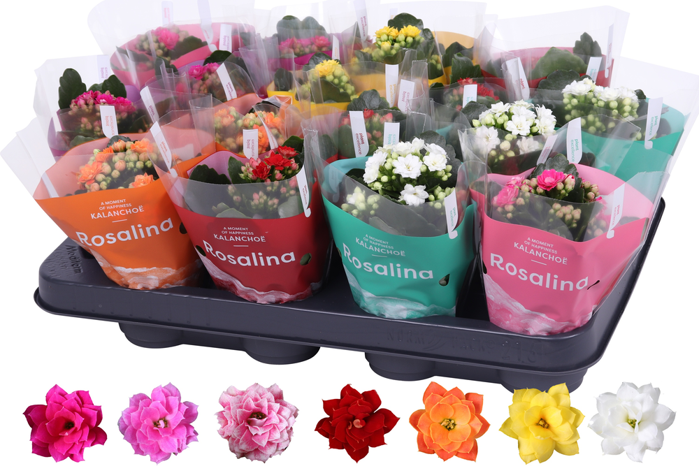 Kalanchoe Rosalina 07cm mix, TST hoes.