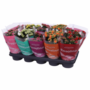 Kalanchoe Rosalina 12cm mix, TST hoes