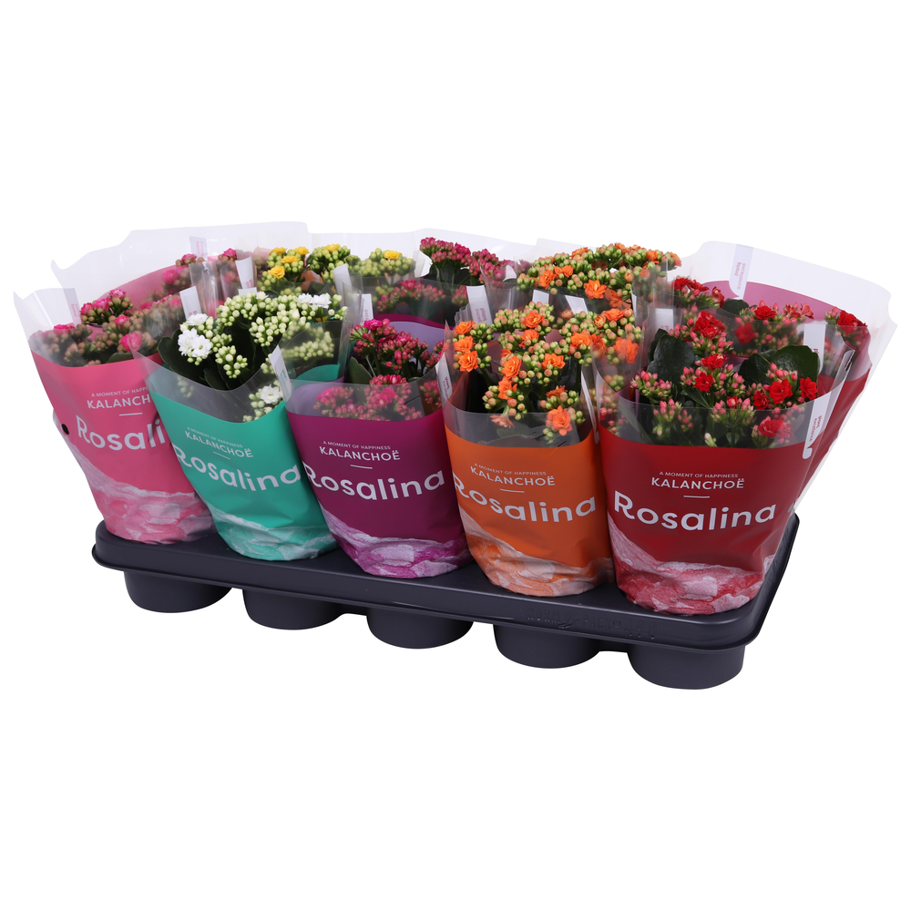 Kalanchoe Rosalina 12cm mix, TST hoes.