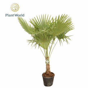 Trachycarpus fortuneii / Eagle palm P40 190cm