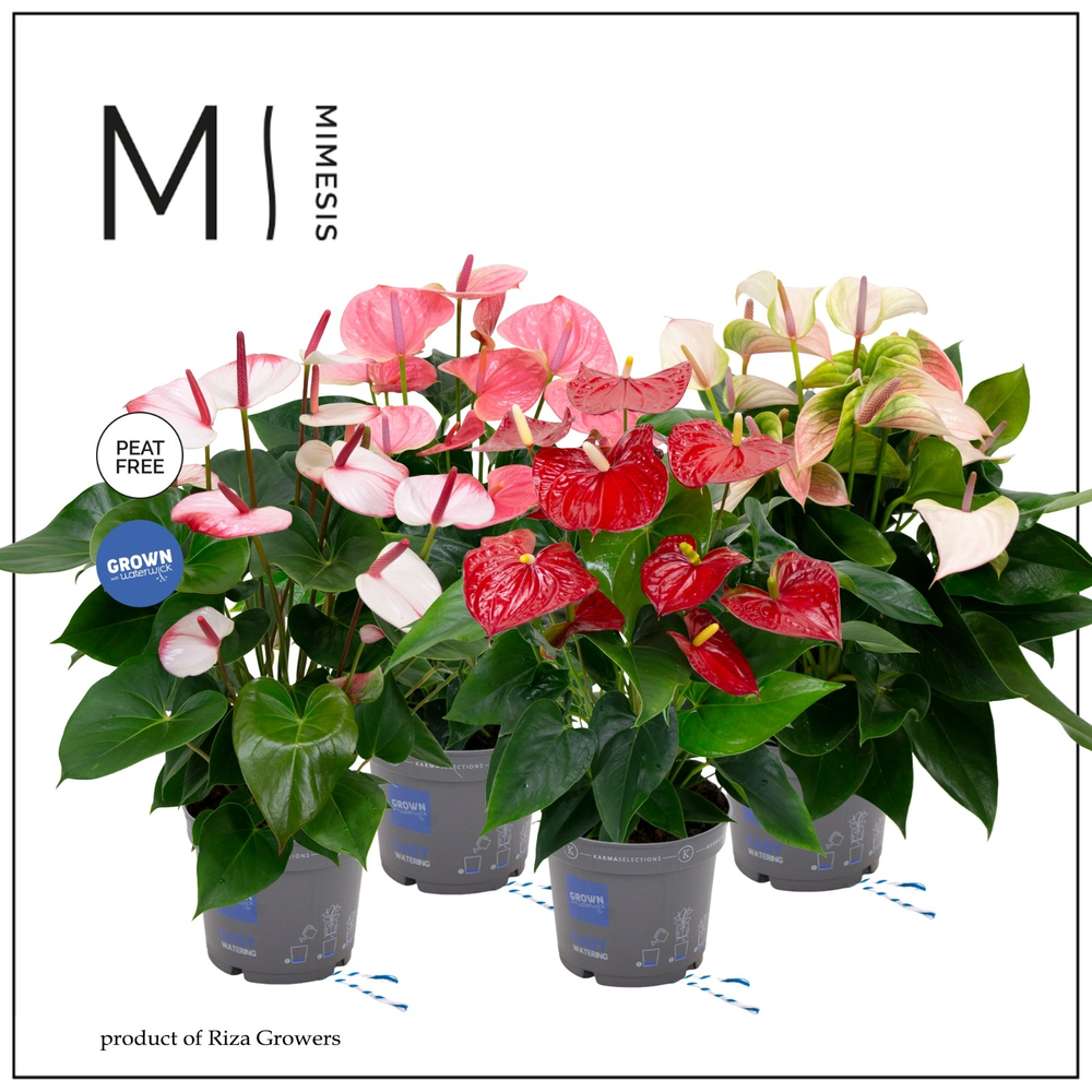 Mimesis Anthurium KARMA Happy mix - 17 cm.