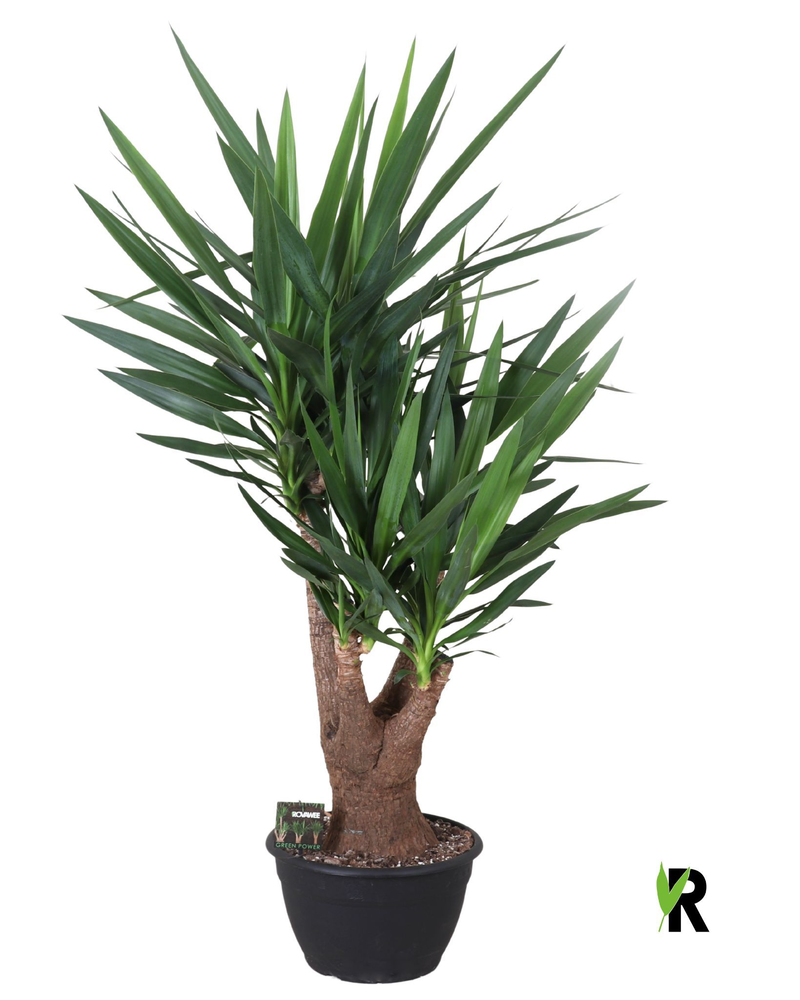 Yucca elephantipes vertakt.