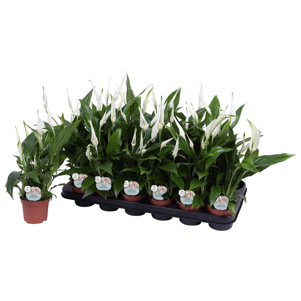 Air So Pure - Spathiphyllum Pearl 9cm.