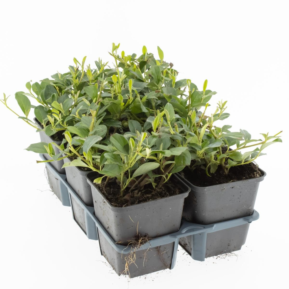 Cotoneaster dammeri.
