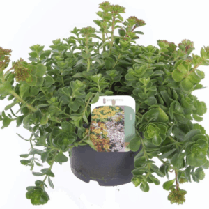 Sedum spurium Coccineum